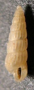 Turbonilla pusilla